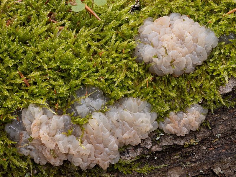 Exidia cartilaginea Exidia cartilaginea